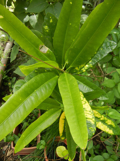 Codiaeum Spotted Leaves (2012, May 21)