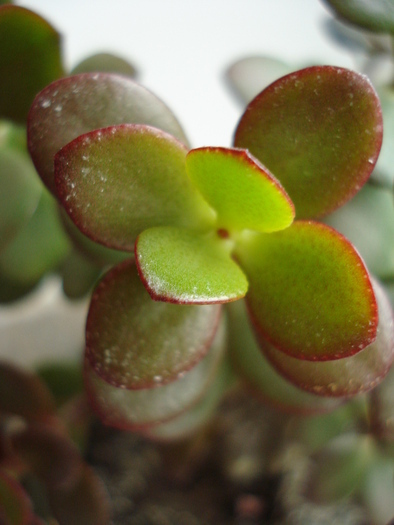 Crassula ovata (2009, May 07)