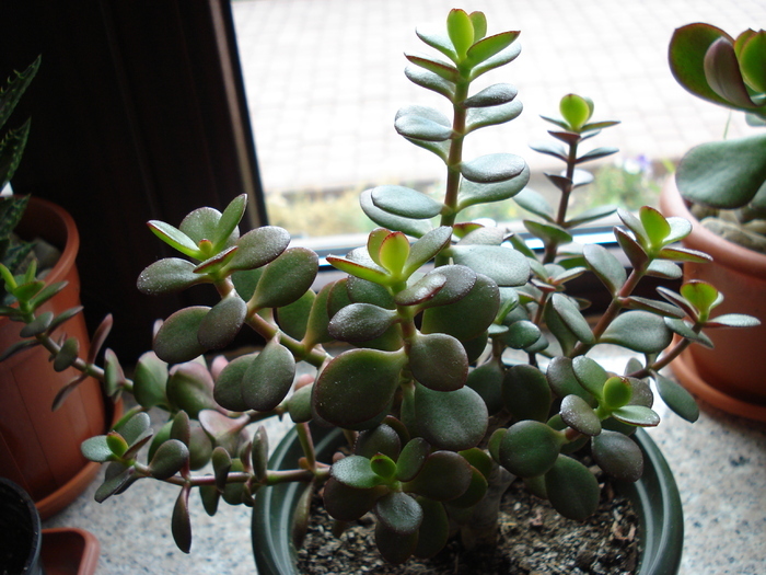 Crassula ovata (2009, May 22)