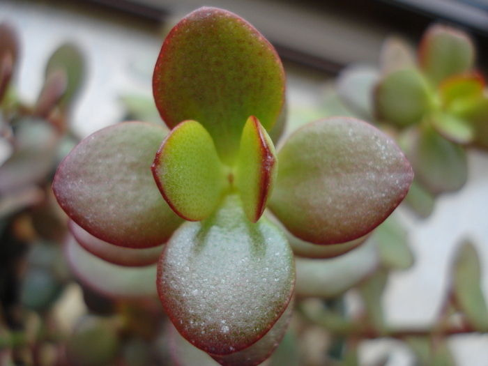 Jade Plant (2009, May 27) - Crassula ovata_Jade Plant