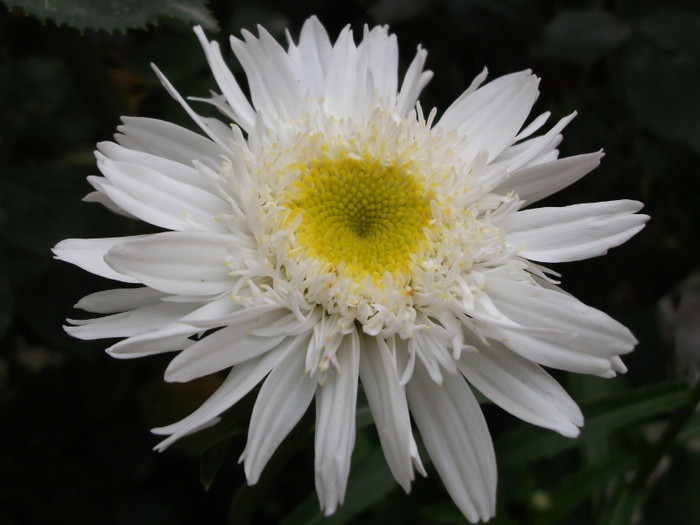 leucanthemum