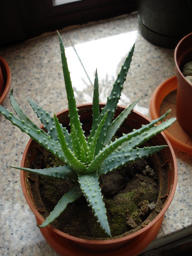 Aloe humilis (2009, May 22) - Aloe humilis_Spider Aloe