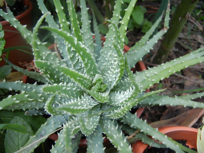 Spider Aloe (2012, May 31) - Aloe humilis_Spider Aloe