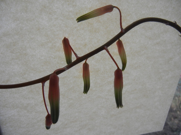 Lace Aloe (2011, Nov.10)