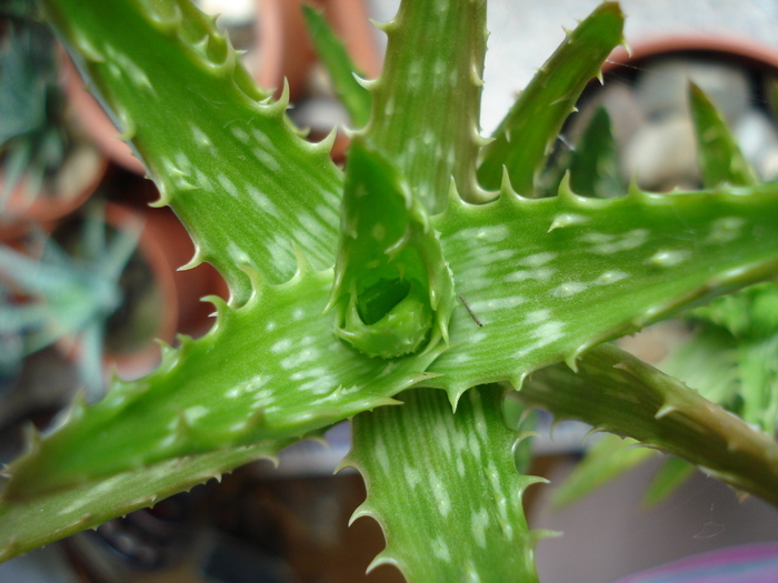 Aloe squarrosa (2009, May 22)