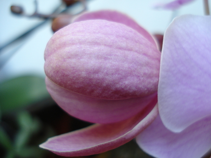 Pink Phalaenopsis (2010, Apr.29)