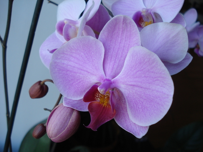Pink Phalaenopsis (2010, May 11)
