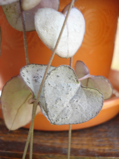 String of Hearts (2009, May 15) - Ceropegia woodii