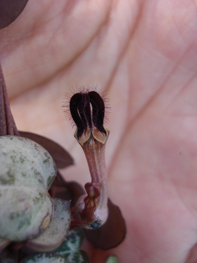 Collar of Hearts (2009, June 09) - Ceropegia woodii