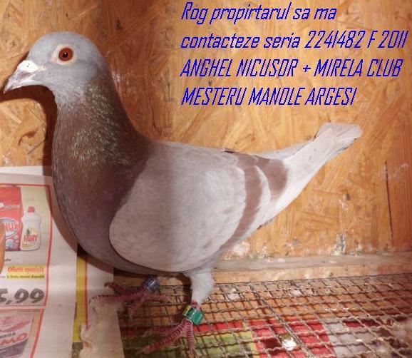 ANGHEL NICUSOR   MIRELA CLUB MESTERU MANOLE ARGESI  F  seria 2241482 An 2011; IN CRESCATORIA MEA SE AFLA (F  seria 2241482 An 2011) A PARTINE TANDEMULUI ANGHEL NICUSOR   MIRELA
