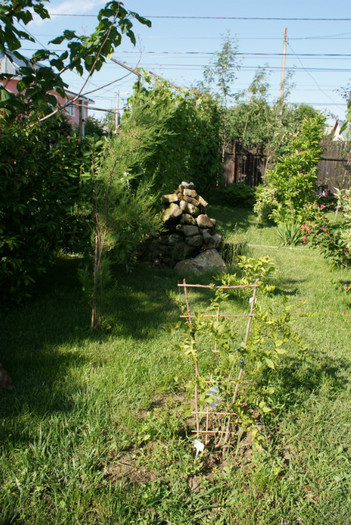 DSC02212 - 01_Gradina_08_06_2012