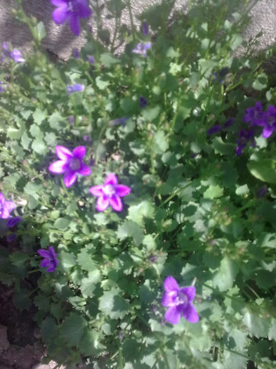 campanula