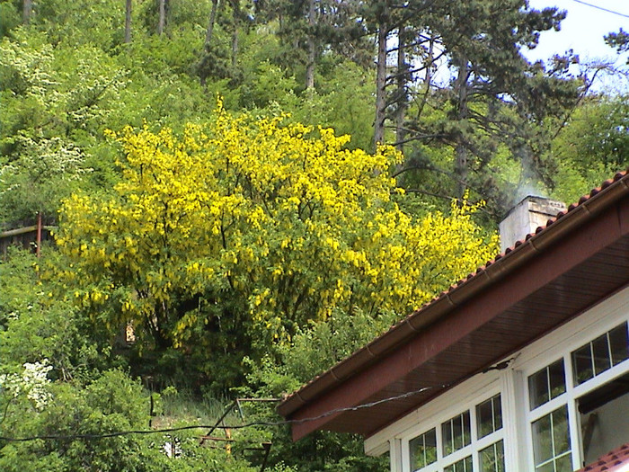 Salcamul galben in strai floral