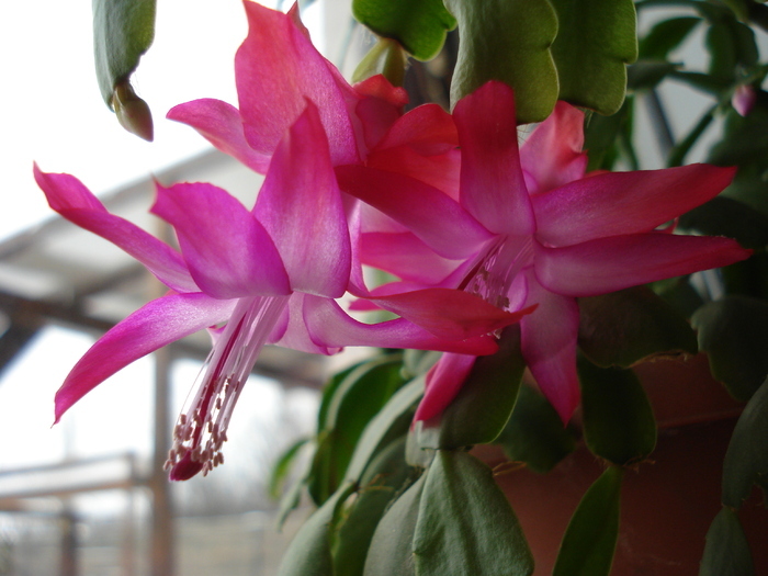 Pink Christmas Cactus (2009, Dec.18)