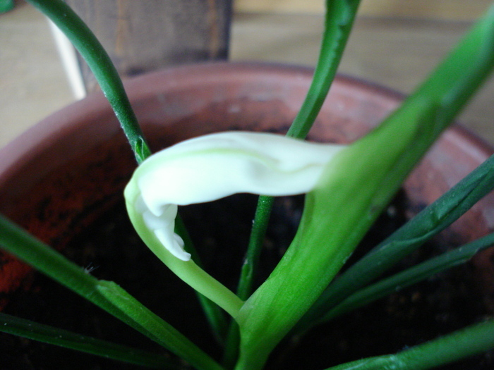 Spathiphyllum, Peace Lily 12apr10