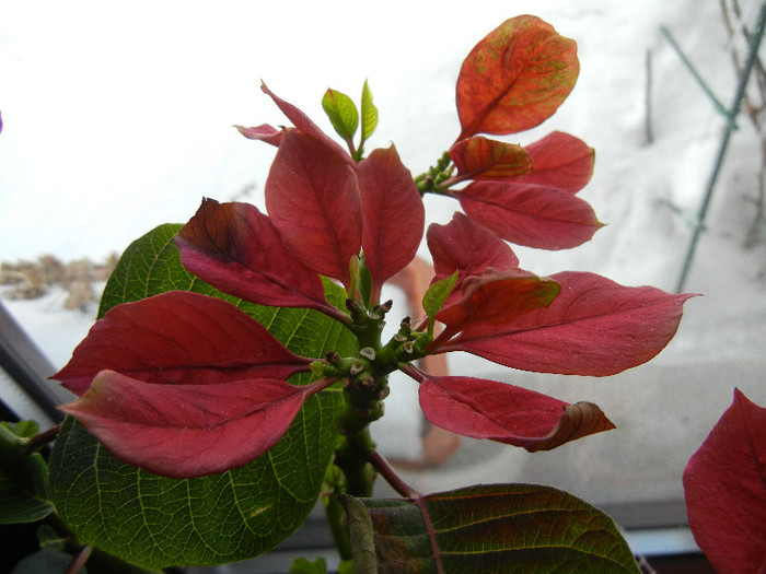 Poinsettia_Christmas Plant (2012, Feb.17)