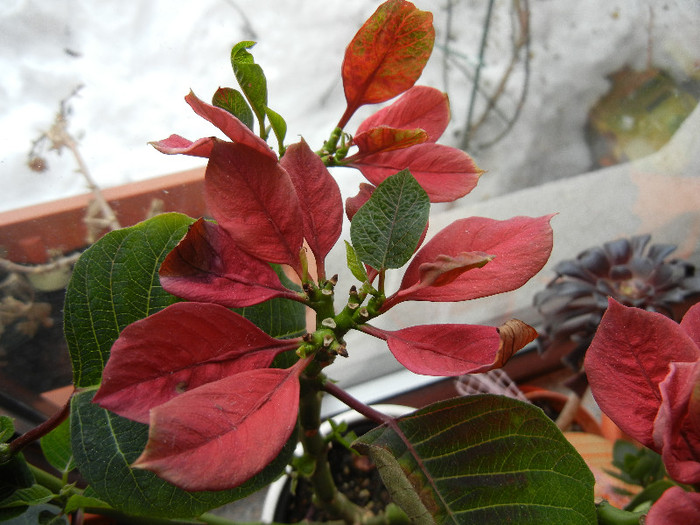 Poinsettia_Christmas Plant (2012, Feb.26)