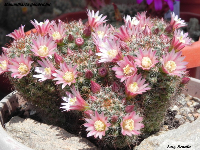 Mammillaria goodrichii - cactusi 2012