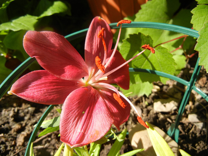 Burgundy lily, 12jun2012
