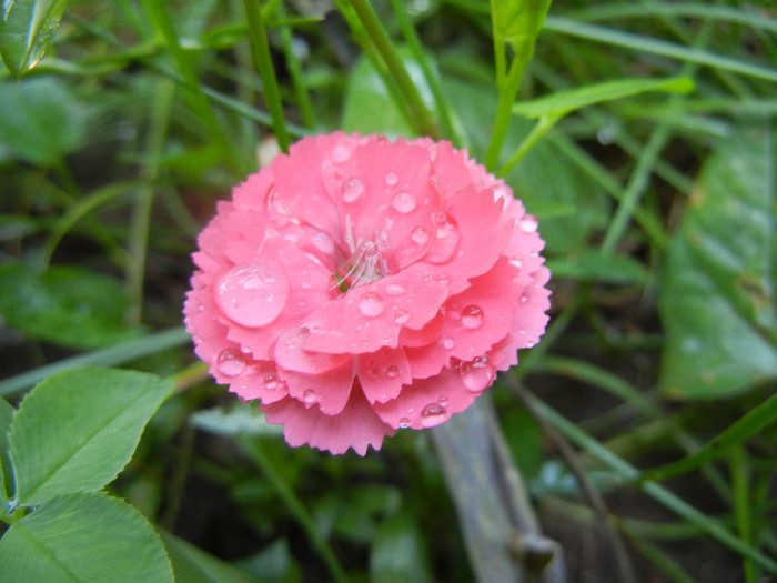 Pink Dianthus (2012, June 10) - DIANTHUS_Garoafe Garofite