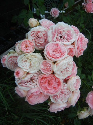 Rose Pleasure (2012, June 10)