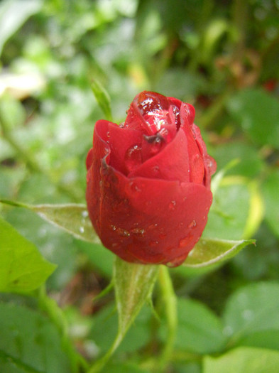 Dark Red Rose (2012, May 19)