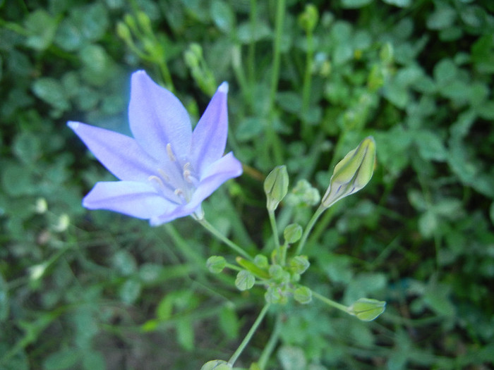 Triteleia laxa Queen Fabiola (2011,Jun.13)