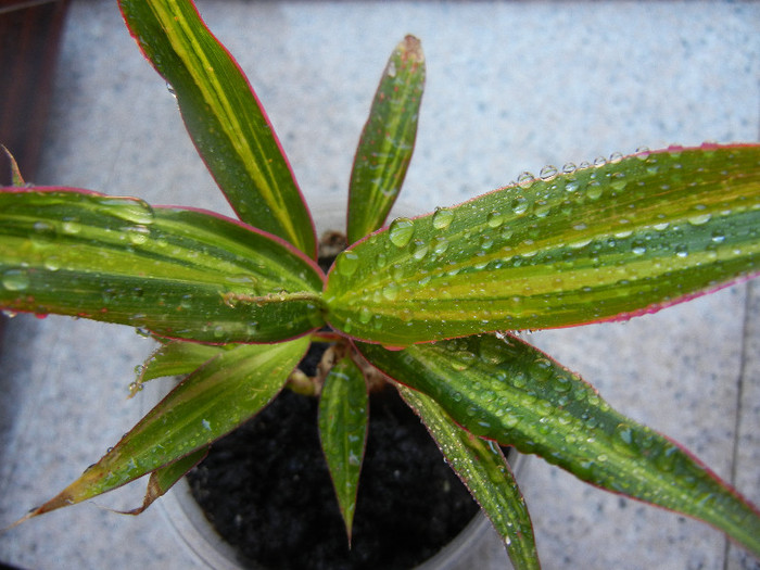 Ti Plant Kiwi (2012, June 13) - Cordyline fruticosa Kiwi