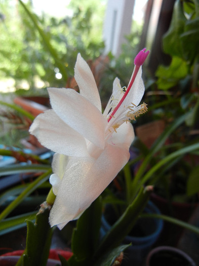 White Christmas Cactus (2012, June 13)