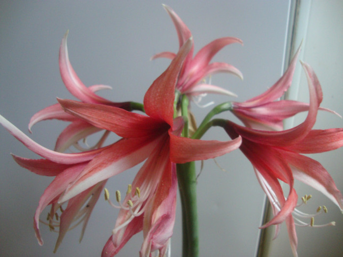 ROSADO - HIPEASTRUM-amaryllis