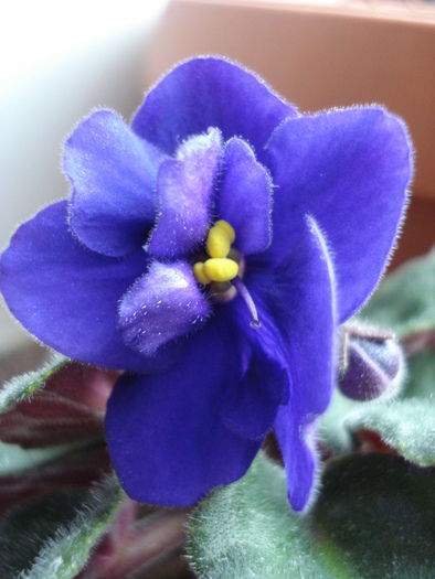 Blue African Violet (2010, April 25)