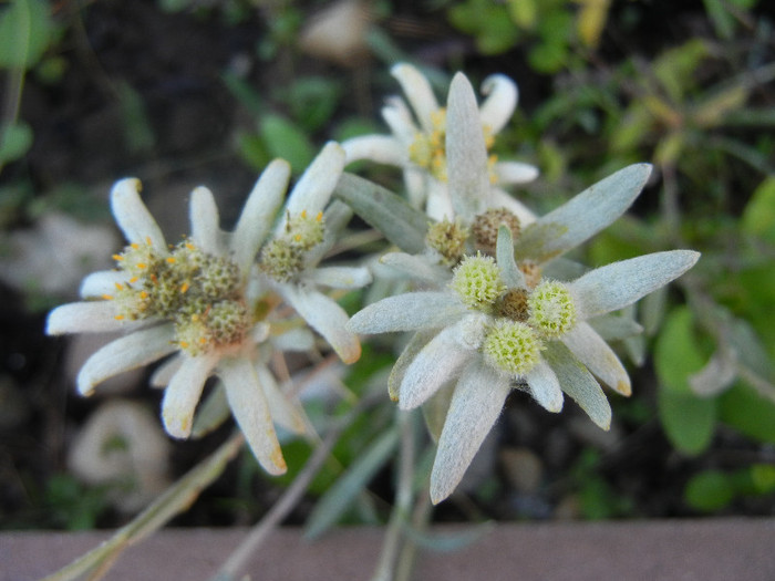 Leontopodium alpinum (2012, June 13) - LEONTOPODIUM Alpinum