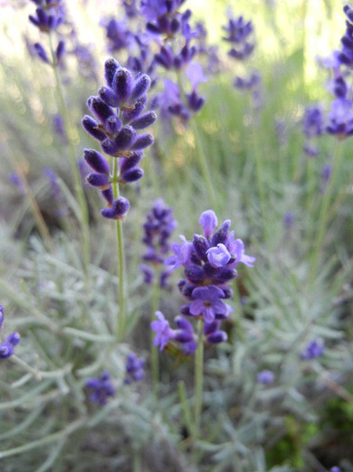 English lavender (2012, June 13)