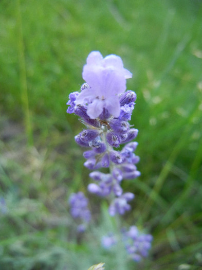 Lavender_Lavanda (2012, June 13)