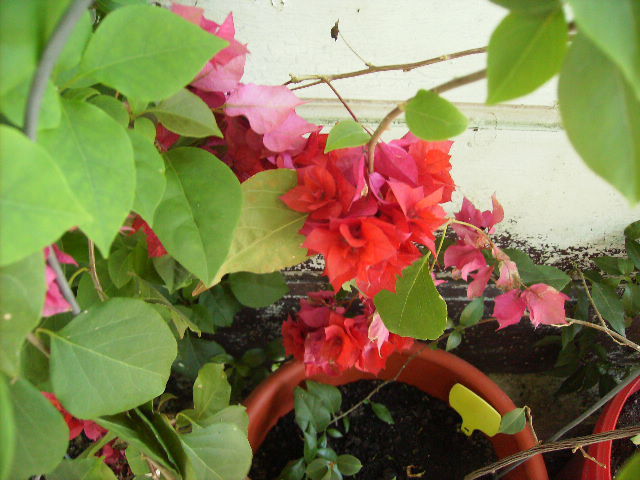 bouga rosie dubla - flori de iunie 2012