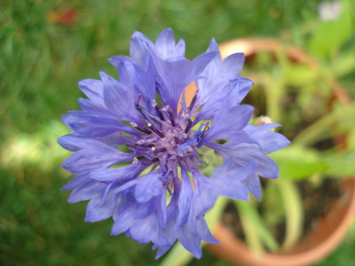 Centaurea cyanus Blue (2010, June 19)