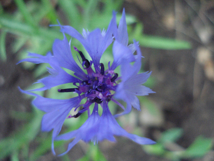 Centaurea cyanus Blue (2011, July 01)