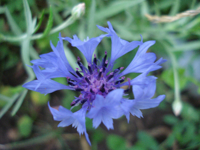 Centaurea cyanus Blue (2011, July 01)