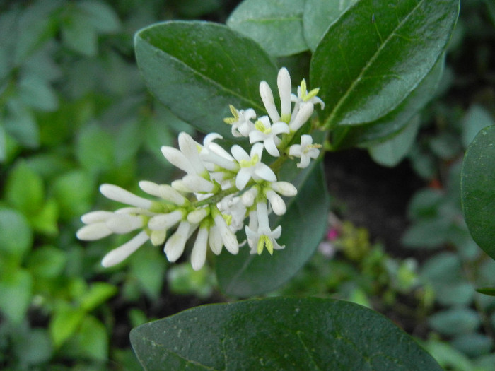 Ligustrum vulgare (2012, June 13) - LIGUSTRUM Vulgare_Wild Privet