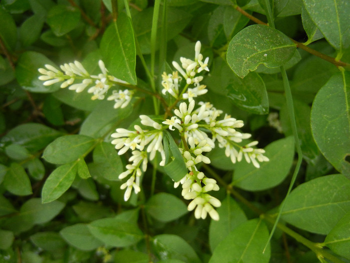 Ligustrum vulgare (2012, June 14)