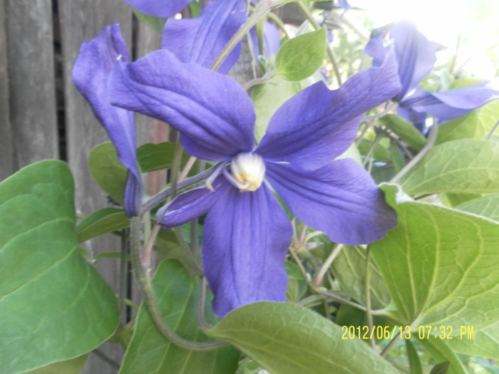 clematite orice culoare