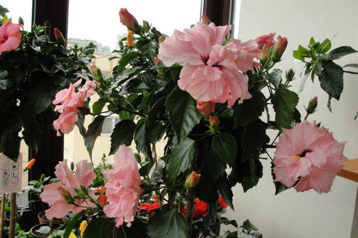 29.05.06 - B-hibiscus-2012 2