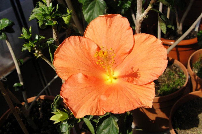 no name - B-hibiscus-2012 2