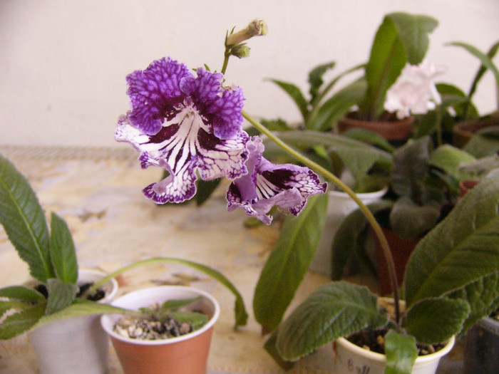 CF Giselle - Streptocarpus