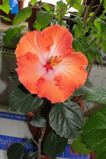 02.06.12 - B-hibiscus de la Gommer 2012