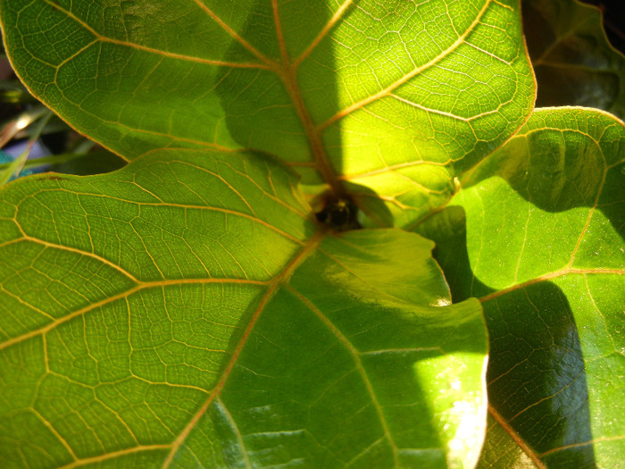 Ficus lyrata Bambino (2012, June 17) - Ficus lyrata Bambino