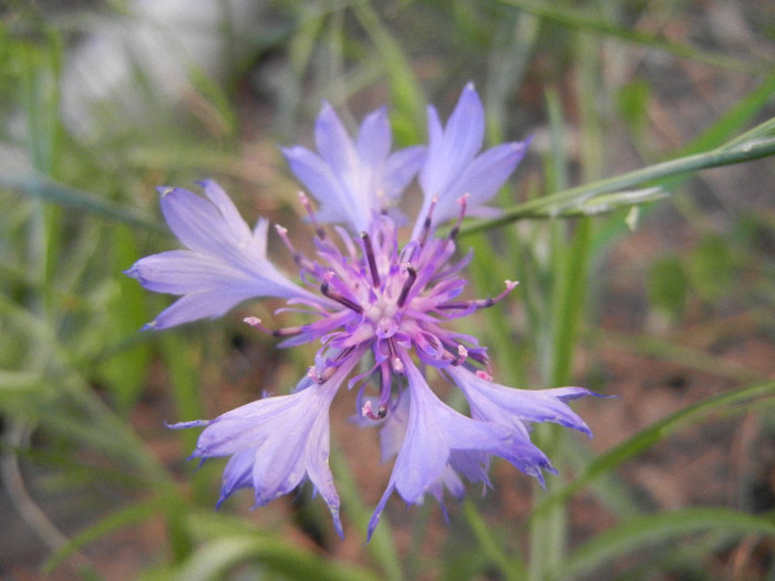 Centaurea cyanus Blue (2012, June 14)