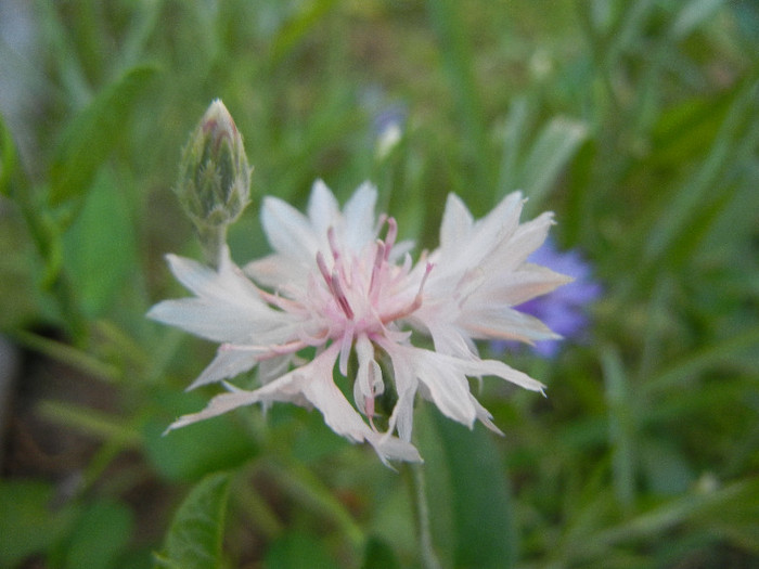 Centaurea cyanus Pink (2012, June 17)