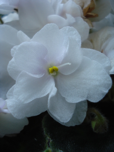 Double White African Violet (2009, Sep.25)