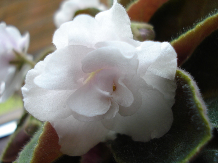 Double White African Violet (2010, Apr.23) - Saintpaulia White Double